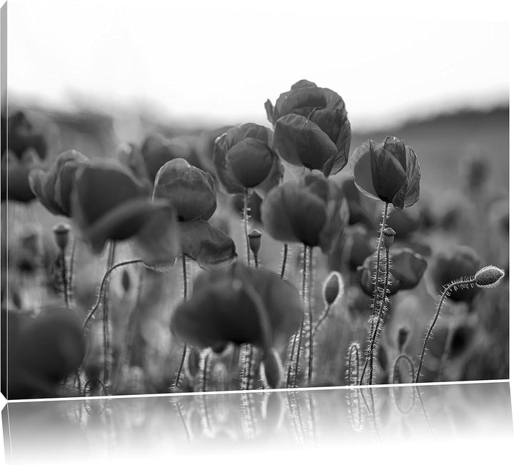 Feuriger Mohn Kunst B&W, Format: 100x70 auf Leinwand, XXL riesige Bilder fertig gerahmt mit Keilrahm