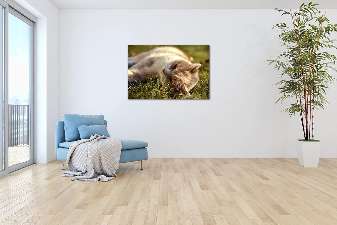 deyoli kleine Katze beim Entspannen Format: 120x80 als Leinwandbild, Motiv fertig gerahmt auf Echtho