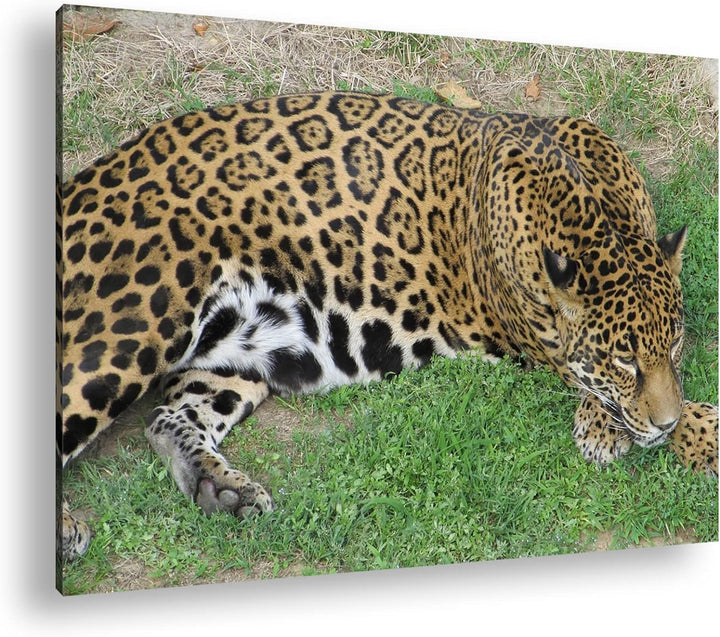 deyoli ruhig liegender Leopard Format: 100x70 als Leinwand, Motiv fertig gerahmt auf Echtholzrahmen,