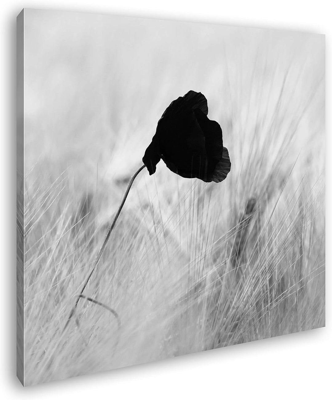 deyoli roter Mohnblumen im Weizenfeld Format: 60x60 Effekt: Schwarz&Weiss als Leinwandbild, Motiv au