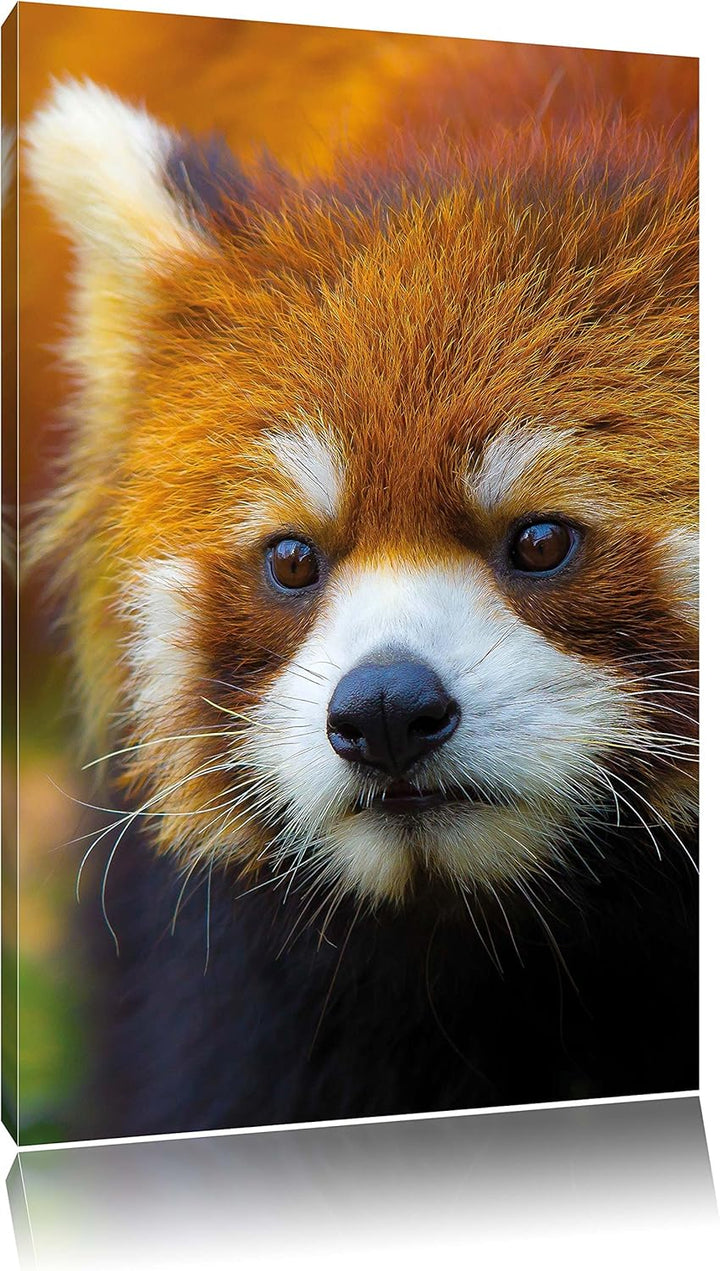 Roter Pandabär auf Ast, Format: 100x70 auf Leinwand, XXL riesige Bilder fertig gerahmt mit Keilrahme