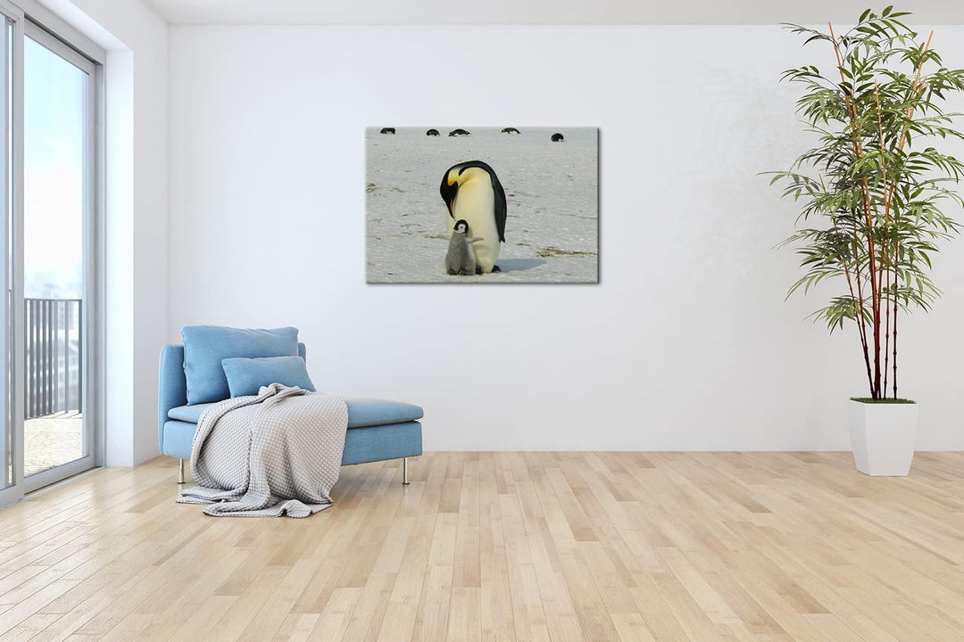 deyoli süsse Kaiserpinguine in der Antarktis im Format: 80x60 als Leinwandbild, Motiv fertig gerahmt