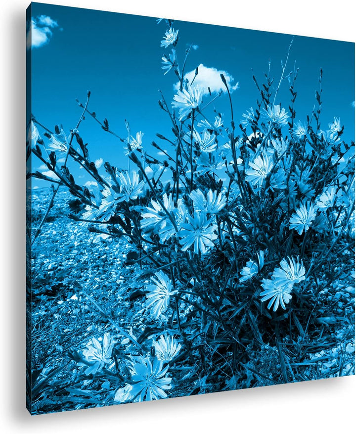 deyoli Kornblumen im Frühling Format: 70x70 Effekt: Monocrome Blau als Leinwandbild, Motiv fertig ge