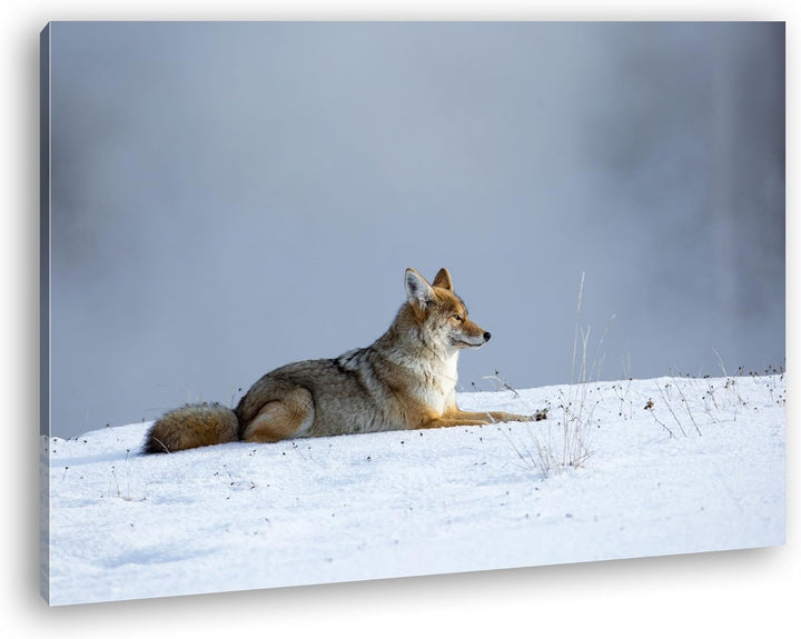 deyoli ruhig liegender Kojote im Schnee Format: 100x70 als Leinwand, Motiv fertig gerahmt auf Echtho