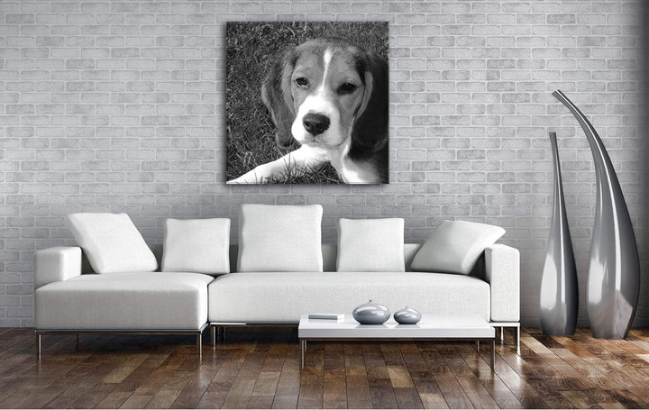 deyoli niedlicher Kleiner Hund Format: 60x60 Effekt: Schwarz&Weiss als Leinwandbild, Motiv fertig ge