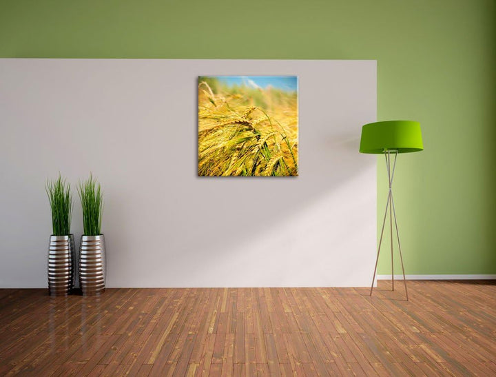 Goldene Getreide Ären, Format: 70x70 auf Leinwand, XXL riesige Bilder fertig gerahmt mit Keilrahmen,