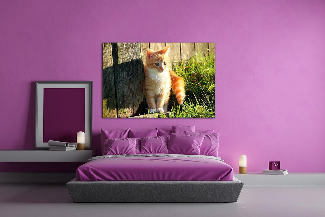 deyoli süsse kleine Katze im Sonnenschein Format: 80x60 als Leinwandbild, Motiv fertig gerahmt auf E
