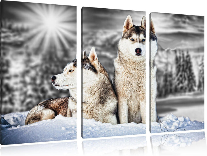 Pixxprint Zwei Wilde Huskies als Leinwandbild/Grösse: 3 Teilig (120x80 cm) cm/Wandbild/Kunstdruck/fe