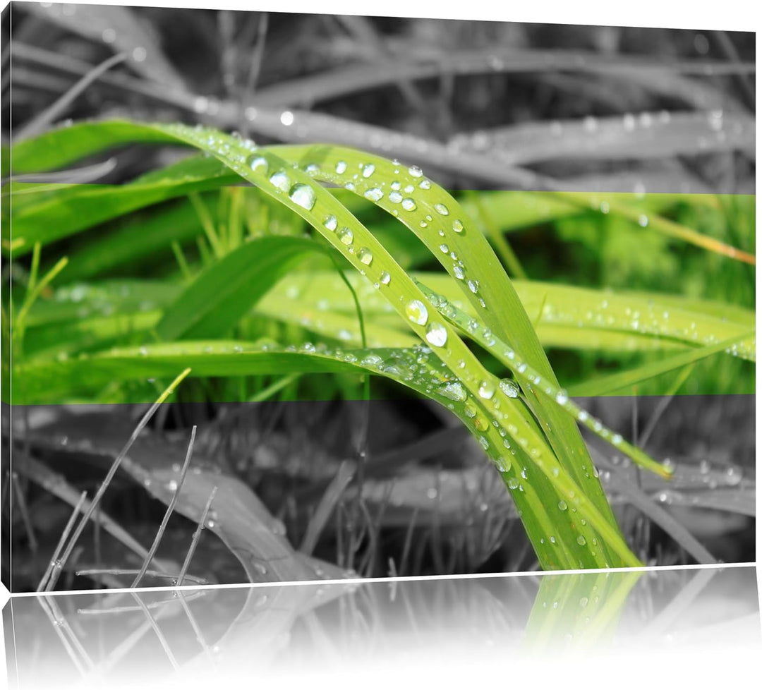 Grashalme im Morgentau schwarz/weiss Format: 100x70 auf Leinwand, XXL riesige Bilder fertig gerahmt
