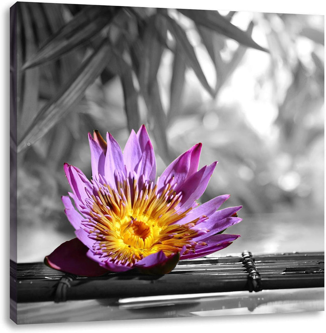 Pixxprint zarte Seerose auf Bambus als Leinwandbild Quadratisch/Grösse: 70x70 / Wandbild/Kunstdruck/