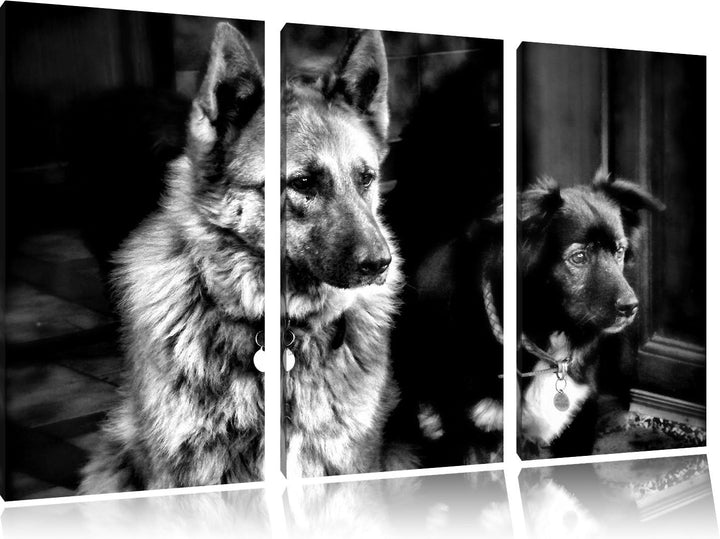 Pixxprint Zwei Hunde auf dem Teppich als Leinwandbild/Grösse: 3 Teilig (120x80) cm/Wandbild/Kunstdru