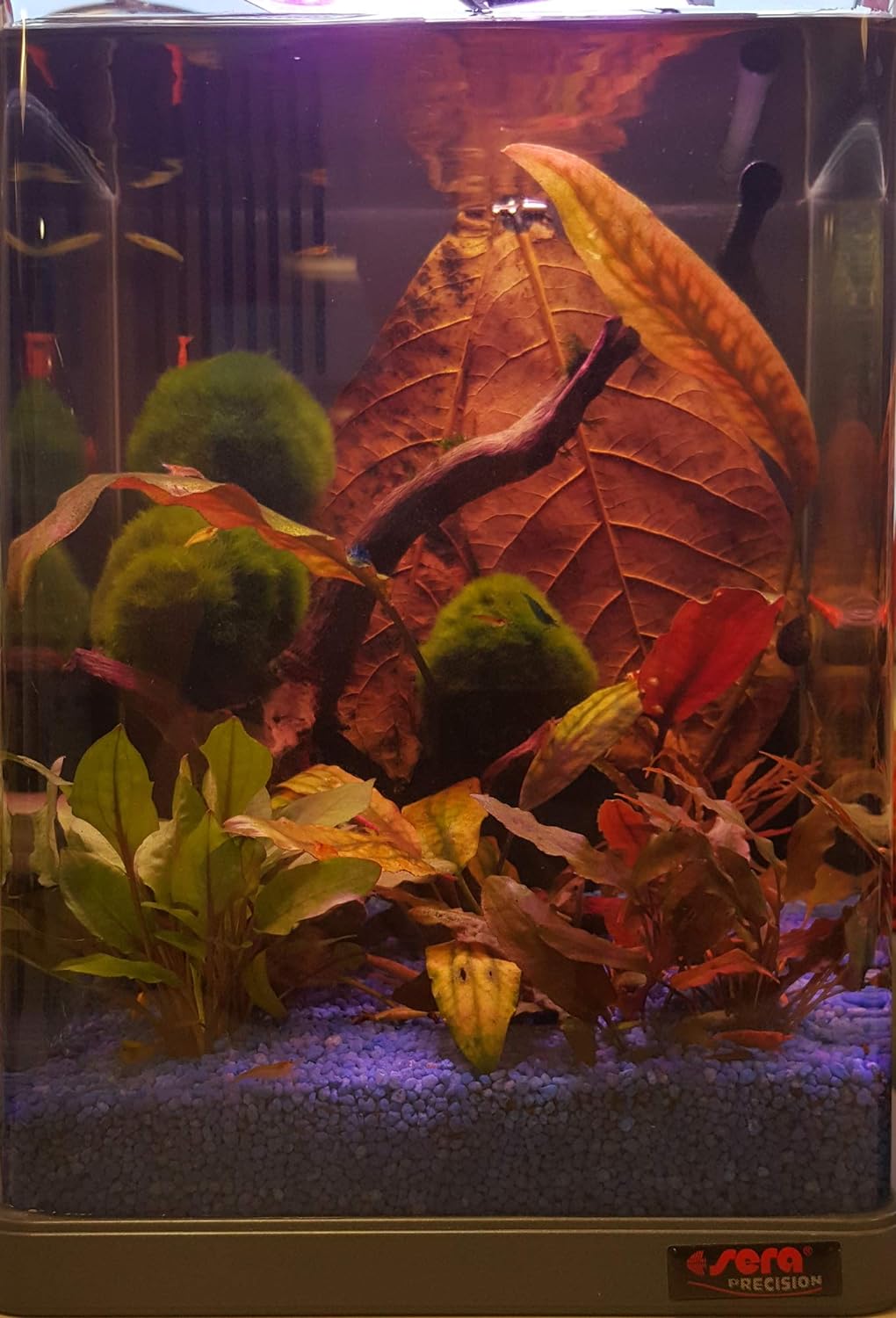 sera Biotop Nano LED Cube 16 - 16 l Süsswasser-Nano-Komplettaquarium mit LED Beleuchtung und