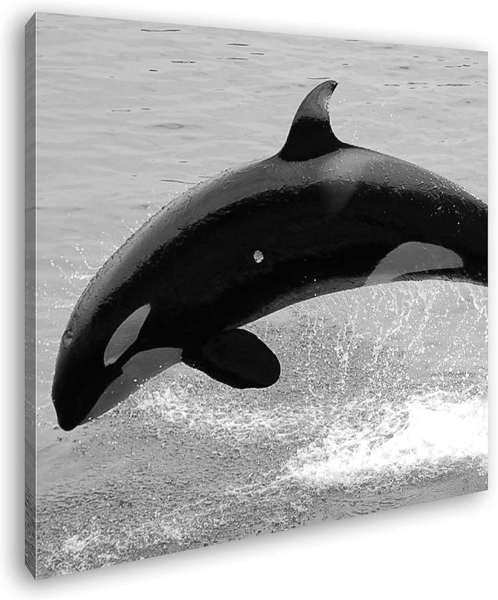 deyoli verspielter Orca Format: 70x70 Effekt: Schwarz&Weiss als Leinwandbild, Motiv auf Echtholzrahm