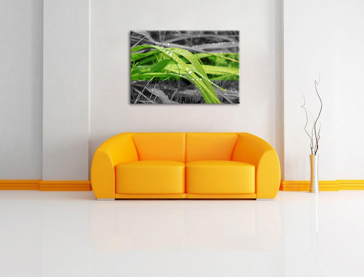 Grashalme im Morgentau schwarz/weiss Format: 100x70 auf Leinwand, XXL riesige Bilder fertig gerahmt