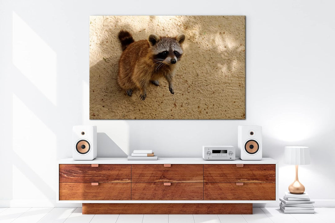 deyoli niedlicher kleiner Waschbär Format: 80x60 als Leinwandbild, Motiv fertig gerahmt auf Echtholz