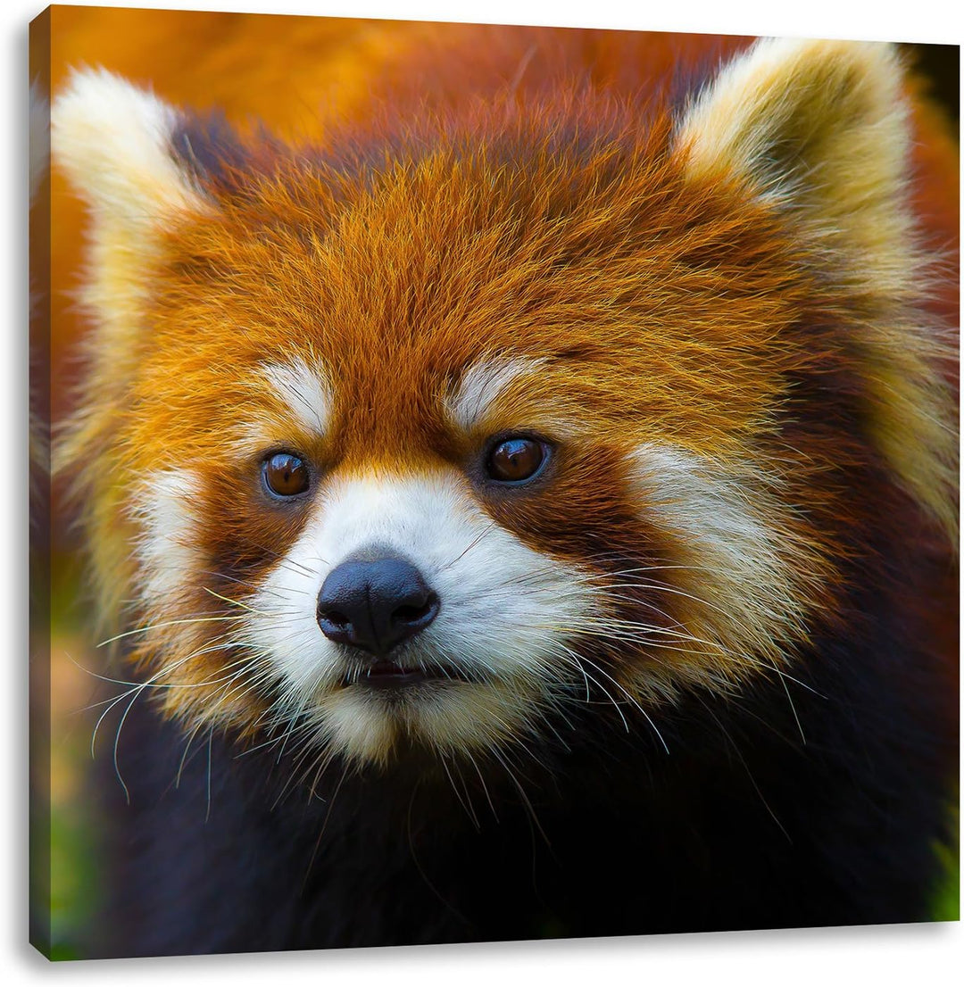 Roter Pandabär auf Ast, Format: 70x70 auf Leinwand, XXL riesige Bilder fertig gerahmt mit Keilrahmen