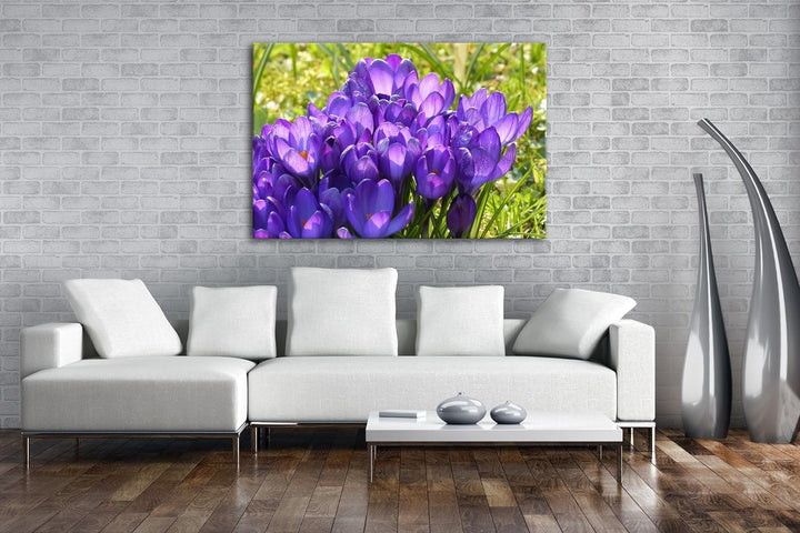 deyoli violette Krokusse im Frühling Format: 80x60 als Leinwandbild, Motiv fertig gerahmt auf Echtho