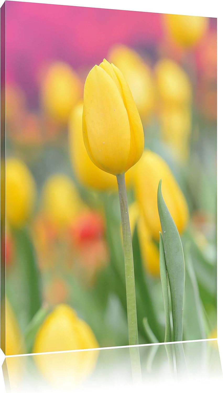 Gelbe Tulpen im Frühling, Format: 100x70 auf Leinwand, XXL riesige Bilder fertig gerahmt mit Keilrah