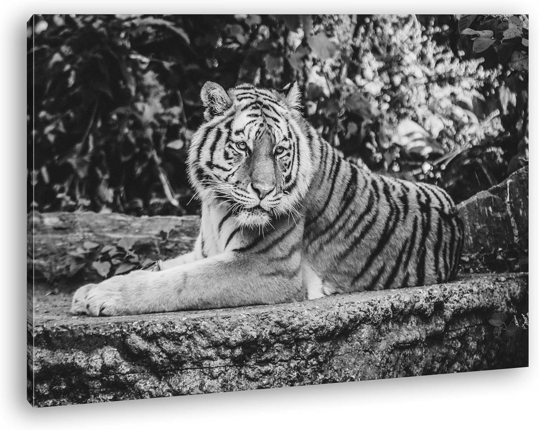 deyoli Majestätischer Tiger Format: 80x60 Effekt: Schwarz/Weiss als Leinwandbild, Motiv fertig gerah