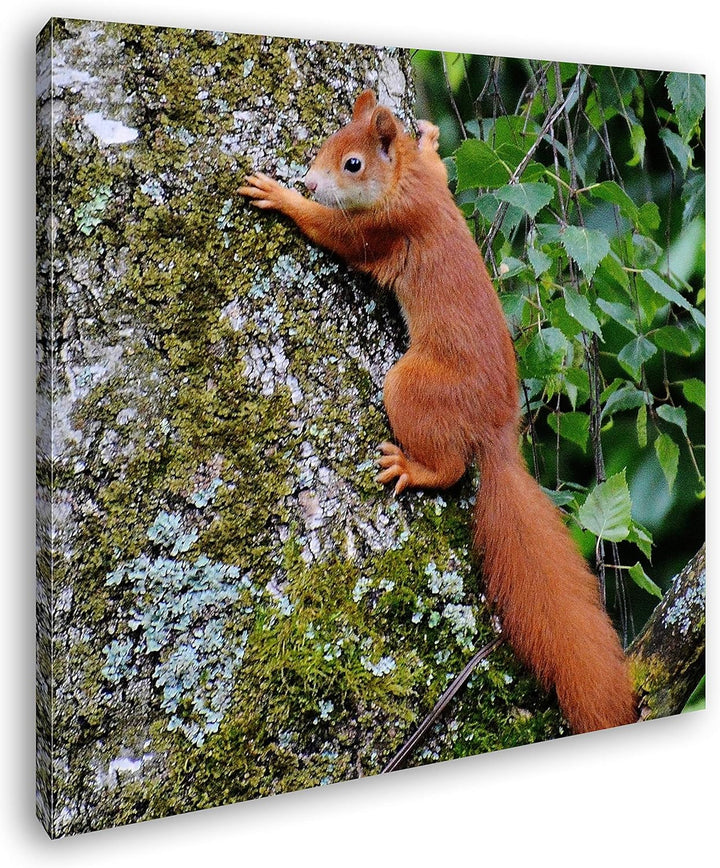 deyoli kleines niedliches Eichhörnchen auf einem Baum Format: 60x60 als Leinwandbild, Motiv fertig g