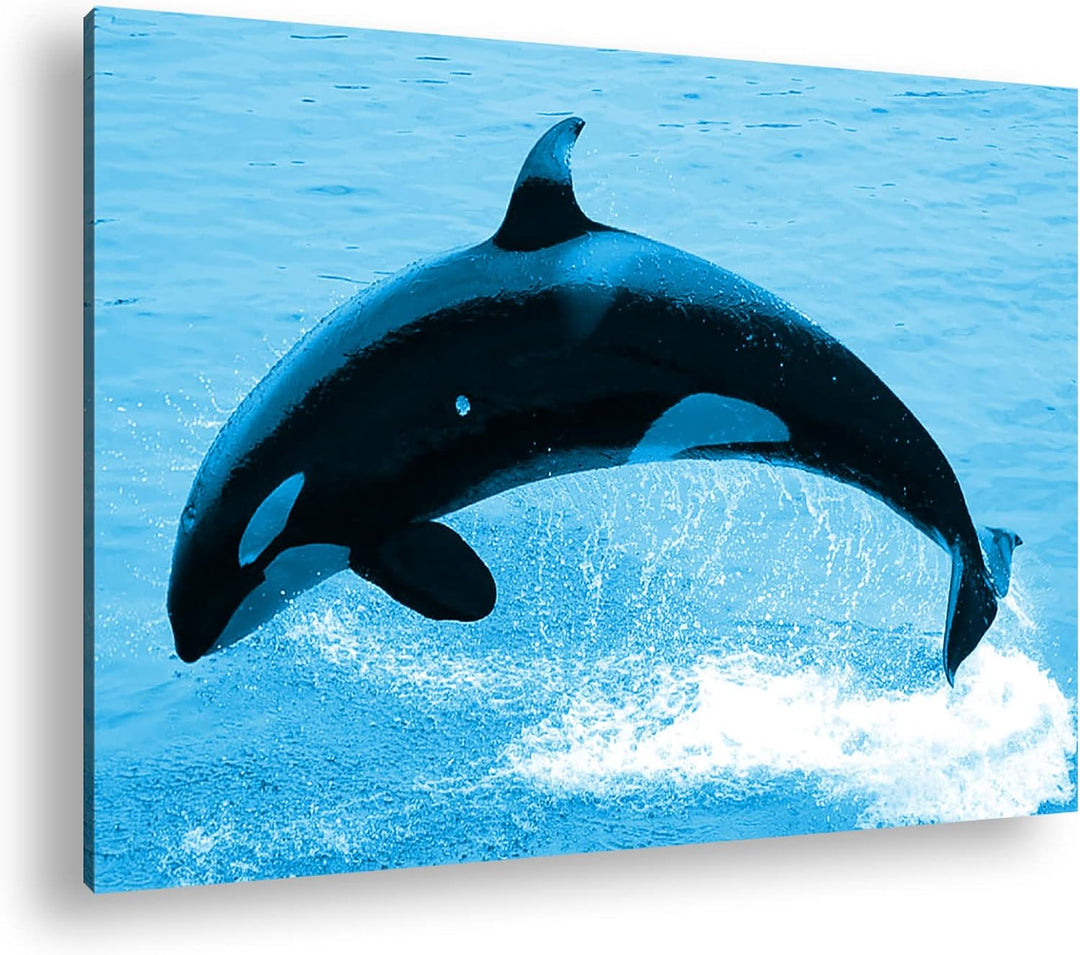 deyoli verspielter Orca Format 100x70 Effekt: Monocrome Blau als Leinwandbild, Motiv fertig gerahmt