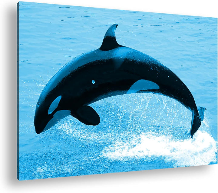 deyoli verspielter Orca Format 100x70 Effekt: Monocrome Blau als Leinwandbild, Motiv fertig gerahmt