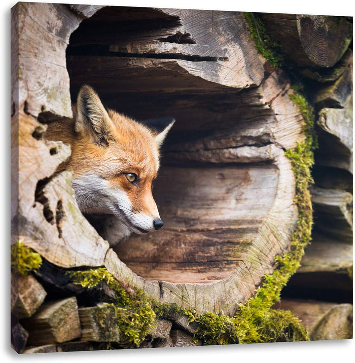 Fuchs im Baumstamm, Format: 70x70 auf Leinwand, XXL riesige Bilder fertig gerahmt mit Keilrahmen, Ku
