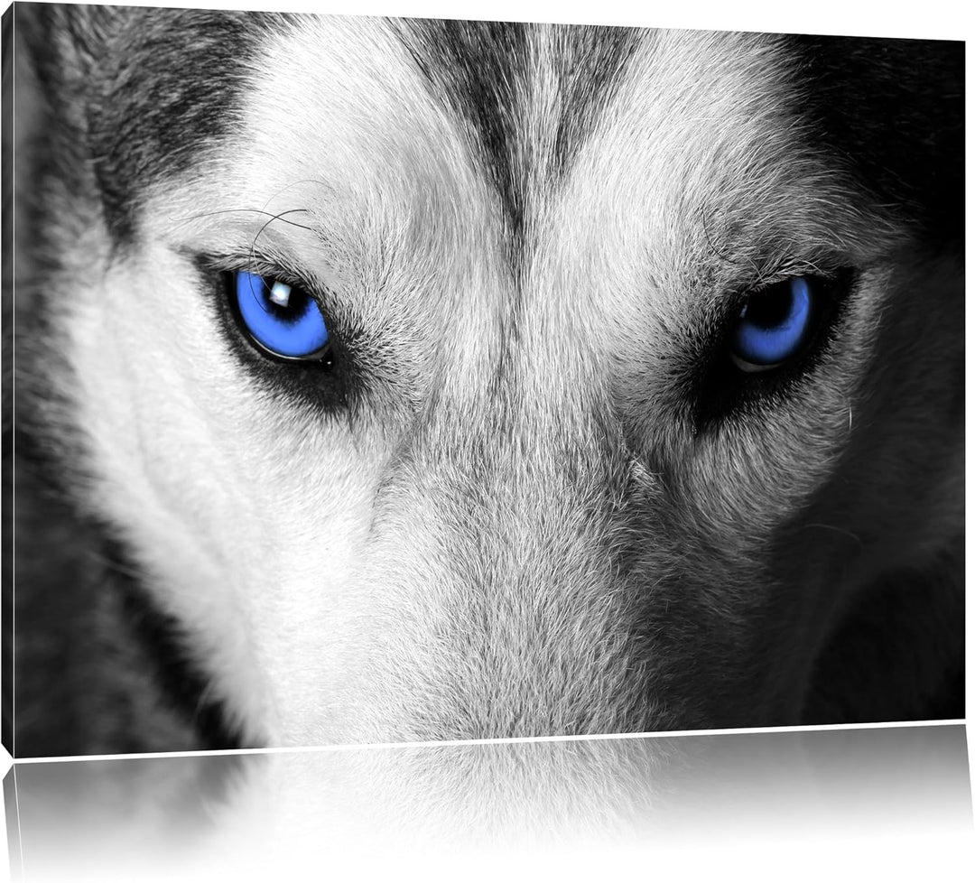Gefährlicher Husky mit eisblauen Augen schwarz/weiss Format: 100x70 auf Leinwand, XXL riesige Bilder