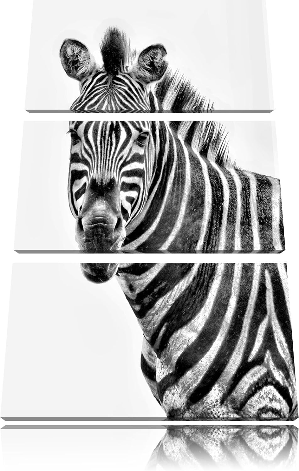 Pixxprint Zebra im Portrait als Leinwandbild/Grösse: 3 Teilig (120x80) cm/Wandbild/Kunstdruck/fertig