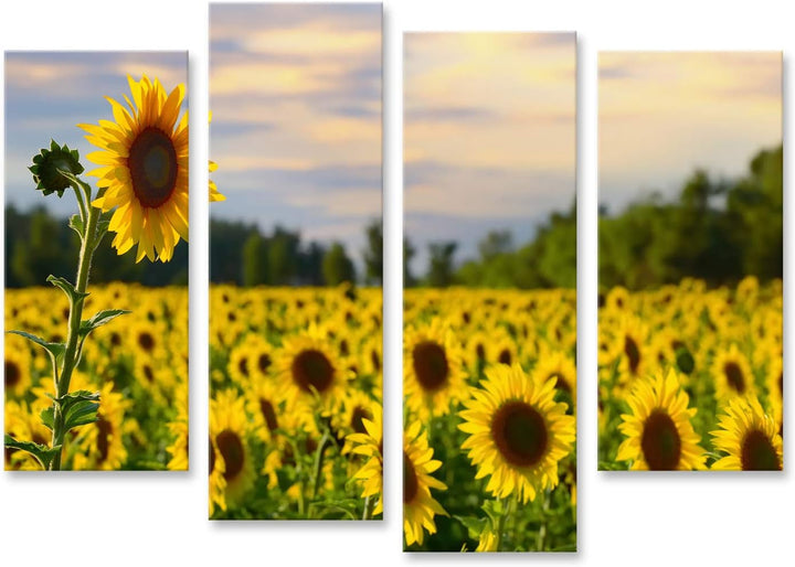 islandburner Bild auf Leinwand Eine Hohe Sonnenblume Mit Sonnenblumenfeld Und Schöner Abendhimmel Au