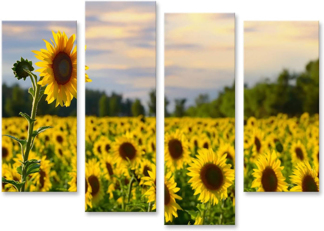 islandburner Bild auf Leinwand Eine Hohe Sonnenblume Mit Sonnenblumenfeld Und Schöner Abendhimmel Au