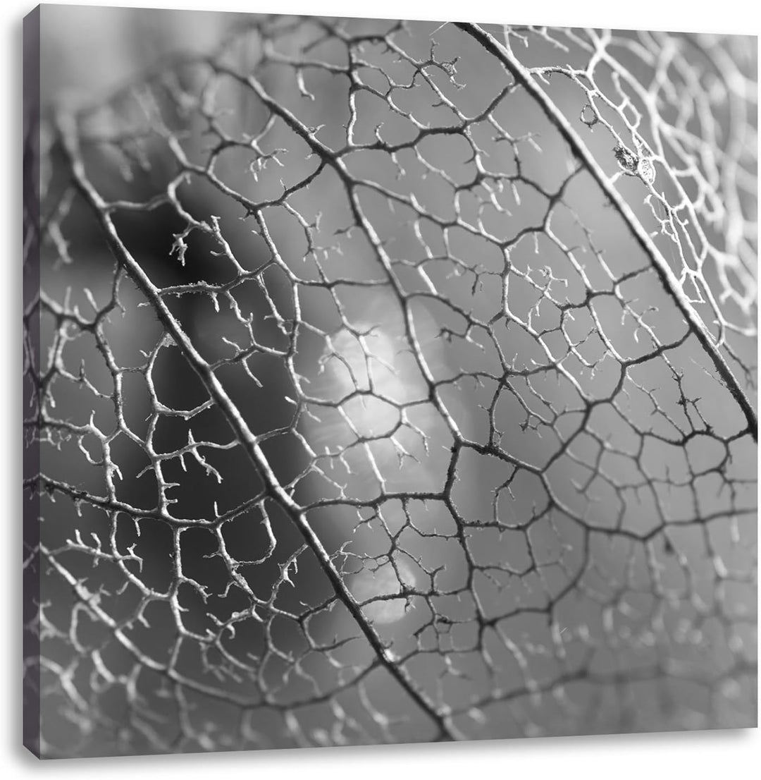 Rote Physalis Schwarz/Weiss, Format: 70x70 auf Leinwand, XXL riesige Bilder fertig gerahmt mit Keilr
