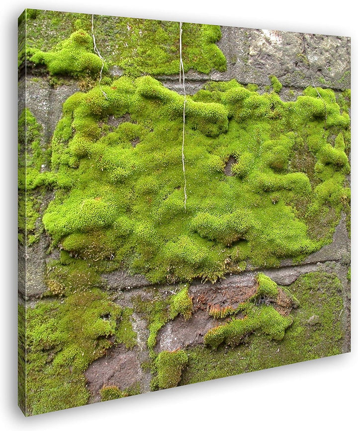 deyoli Moos auf Einer Steinwand Format: 70x70 als Leinwandbild, Motiv fertig gerahmt auf Echtholzrah