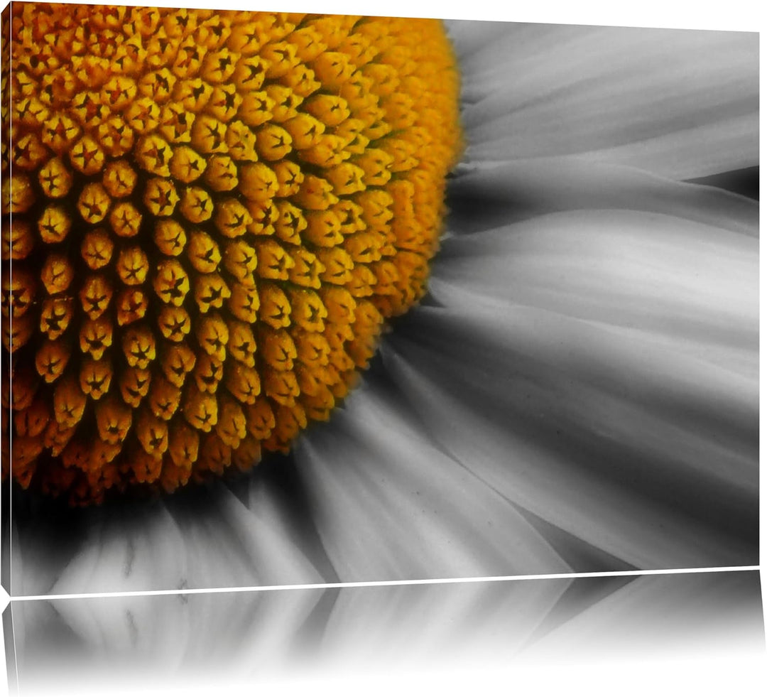 prächtige kleine Margerite schwarz/weiss auf Leinwand, XXL riesige Bilder fertig gerahmt mit Keilrah