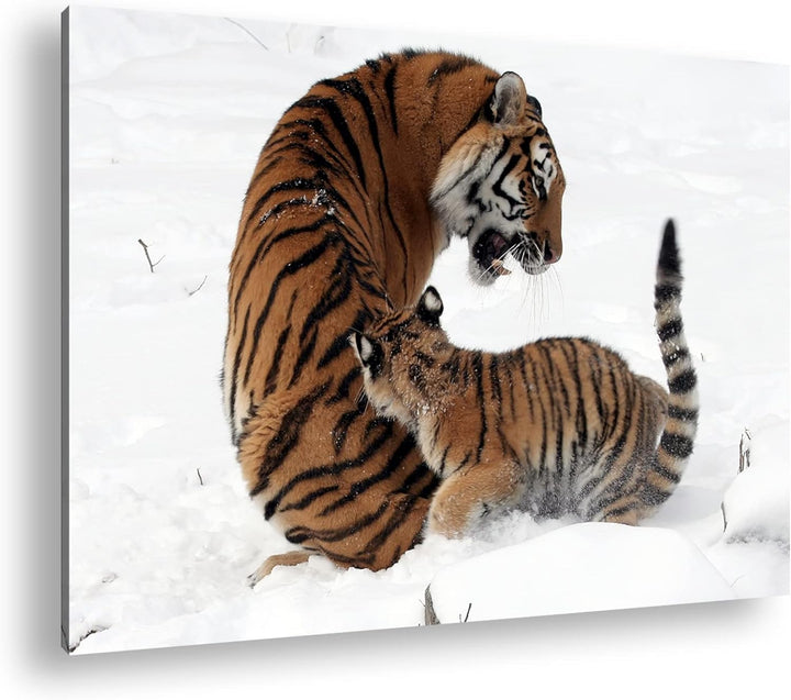 deyoli Tigermutter mit Jungtier in schöner Schneelandschaft im Format: 80x60 als Leinwandbild, Motiv