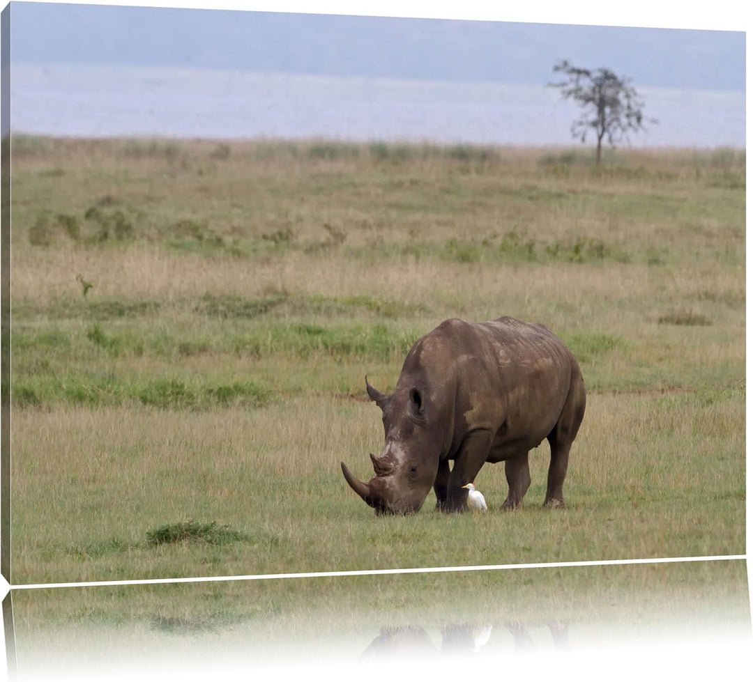 grosses Nashorn beim Fressen Leinwand, XXL riesige Bilder fertig gerahmt mit Keilrahmen, Kunstdruck