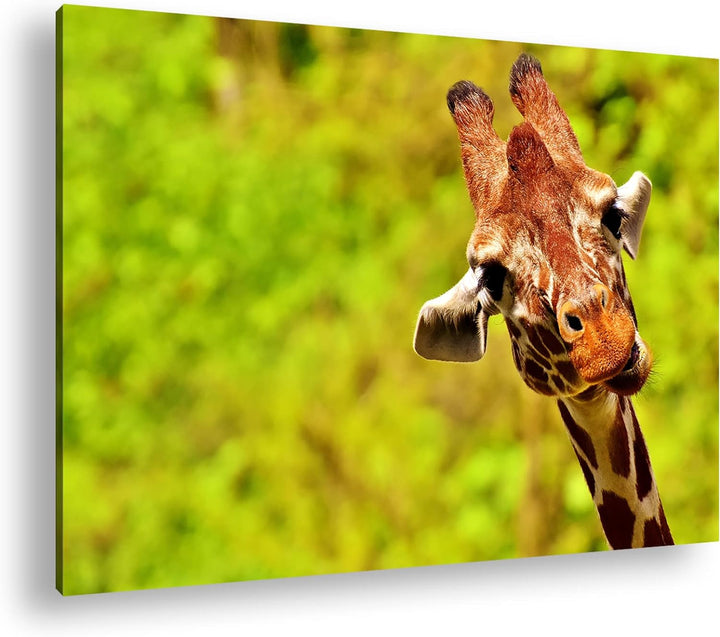 deyoli lustige Giraffe Format: 60x40 cm als Leinwandbild, Motiv fertig gerahmt auf Echtholzrahmen, H