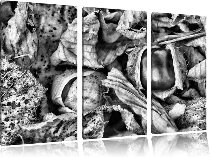 Pixxprint Zwei offene Kastanien als Leinwandbild/Grösse: 3 Teilig (120x80) cm/Wandbild/Kunstdruck/fe