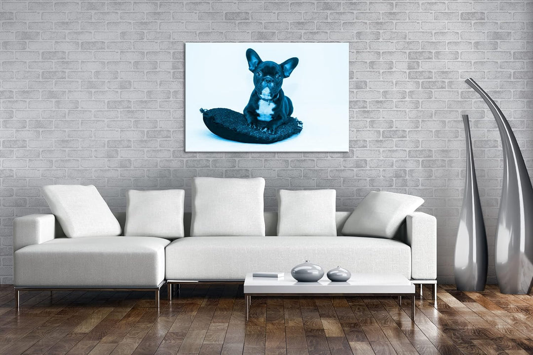 deyoli putzige Bulldogge mit einem Rotem Kissen Format 80x60 Effekt: Monocrome Blau als Leinwandbild