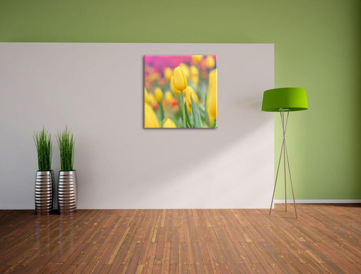Gelbe Tulpen im Frühling, Format: 70x70 auf Leinwand, XXL riesige Bilder fertig gerahmt mit Keilrahm