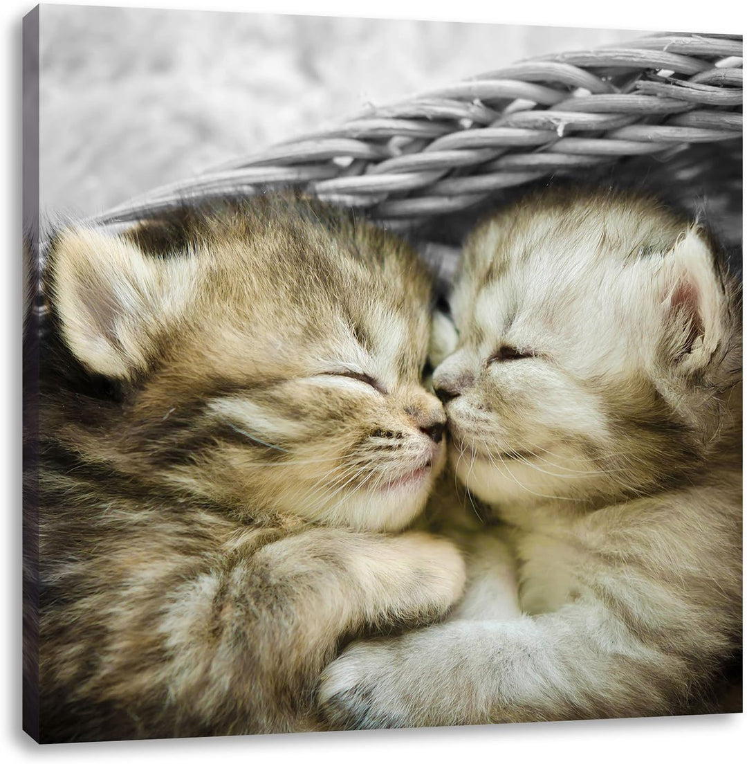 Pixxprint Zwei süsse Babykatzen im Korb als Leinwandbild/Grösse: 70x70 cm/Wandbild/Kunstdruck/fertig