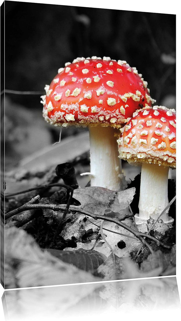 Pixxprint Zwei kleine Fliegenpilze im Wald, Format: 80x120 auf hochkantiges Leinwand, XXL riesige Bi