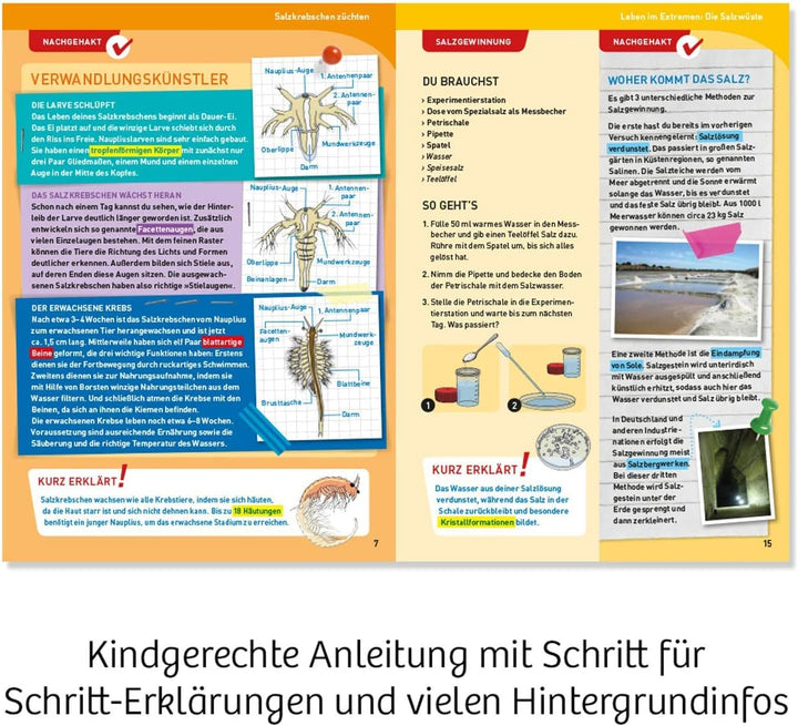 Kosmos 633264 Salzkrebse - Überlebenskünstler in der Wüste. Zucht- und Experimentierstation für Urze