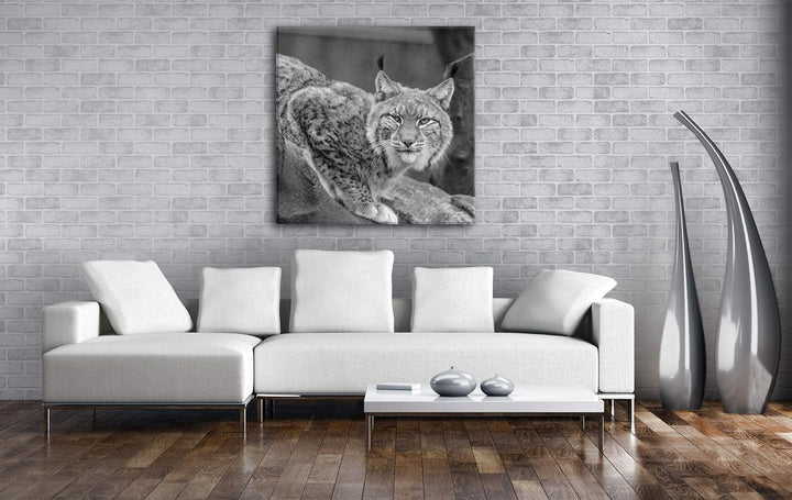 deyoli lauernder Luchs Format: 60x60 Effekt: Schwarz&Weiss als Leinwandbild, Motiv auf Echtholzrahme