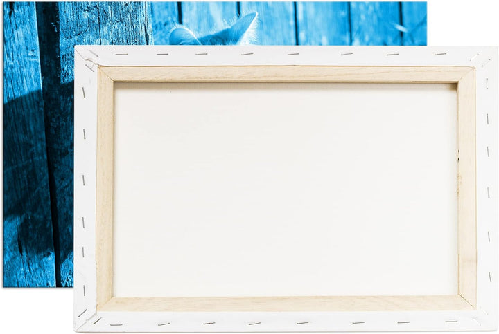 deyoli süsse kleine Katze im Sonnenschein Format 80x60 Effekt: Monocrome Blau als Leinwandbild, Moti