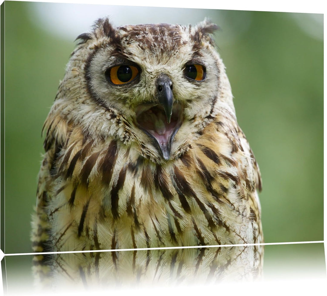 grosse Waldeule gähnt Leinwand, XXL riesige Bilder fertig gerahmt mit Keilrahmen, Kunstdruck auf Wan