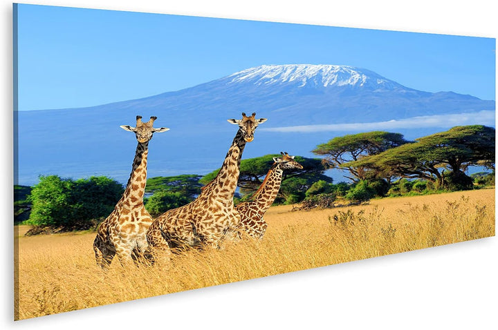 islandburner Bild auf Leinwand Drei Giraffen Nationalpark Kenia Kilimanjaro Berg Hintergrund Afrika