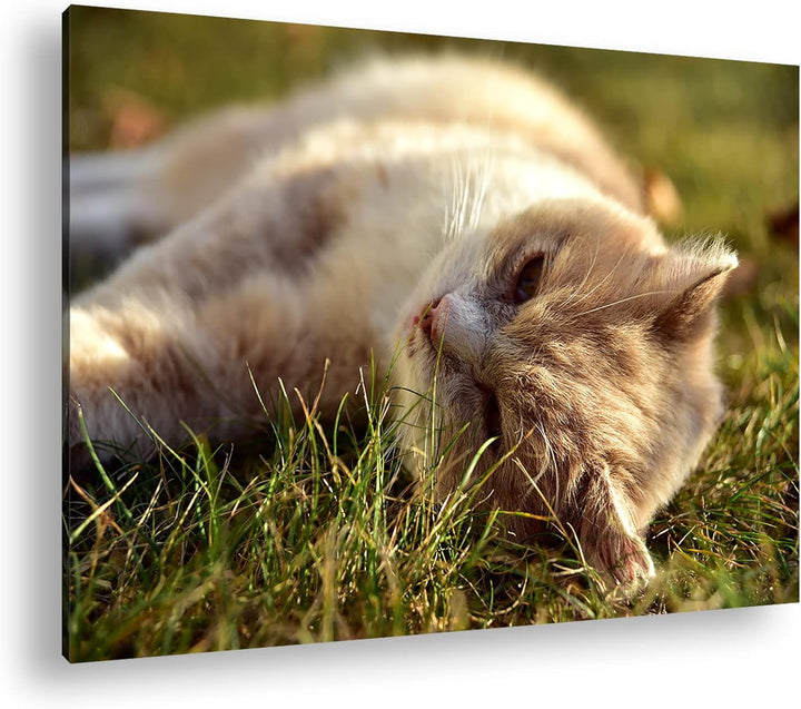 deyoli kleine Katze beim Entspannen Format: 120x80 als Leinwandbild, Motiv fertig gerahmt auf Echtho