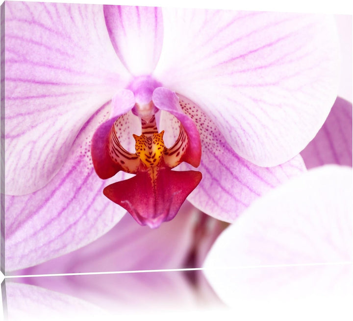 Prächtige Rosa Orchidee Format: 100x70 auf Leinwand, XXL riesige Bilder fertig gerahmt mit Keilrahme