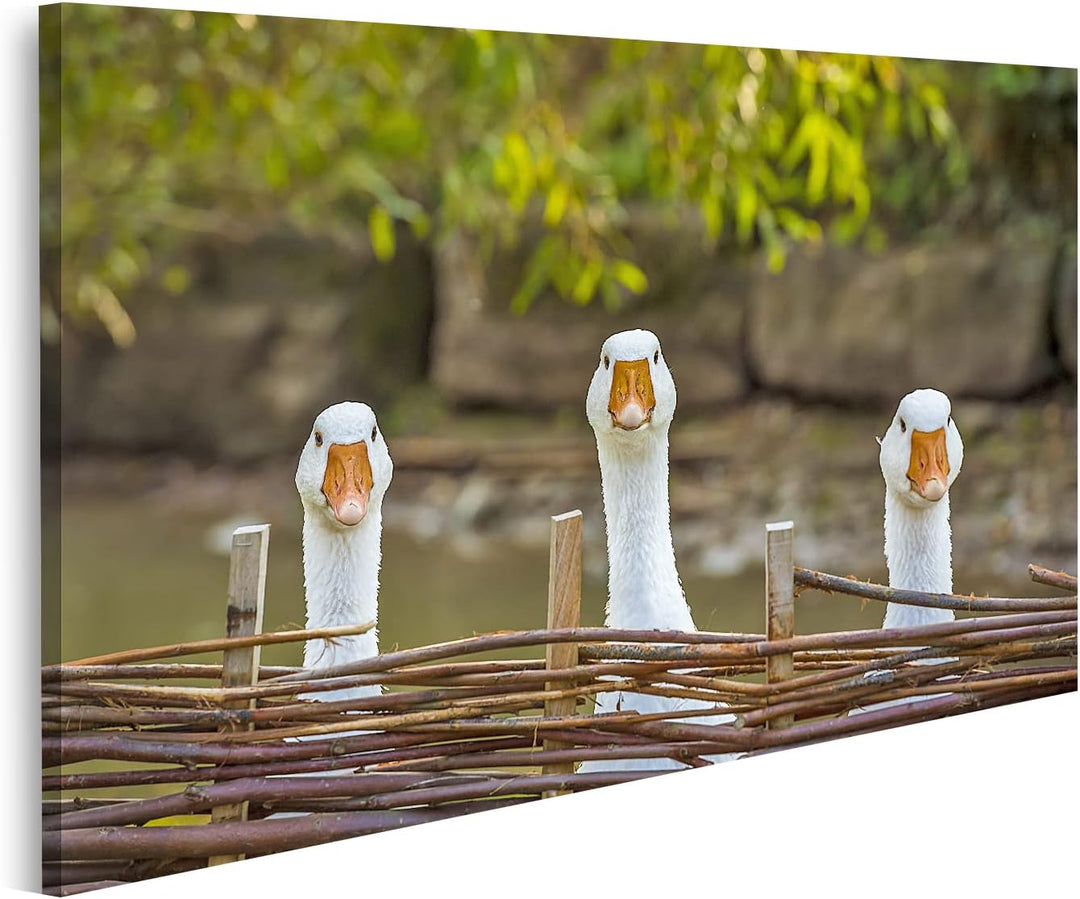 islandburner Bild auf Leinwand Drei Lustige Weisse Gänse Bild Inländischen Hinter Flechtwerk Zaun Bl